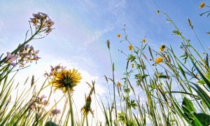 spring-flowers