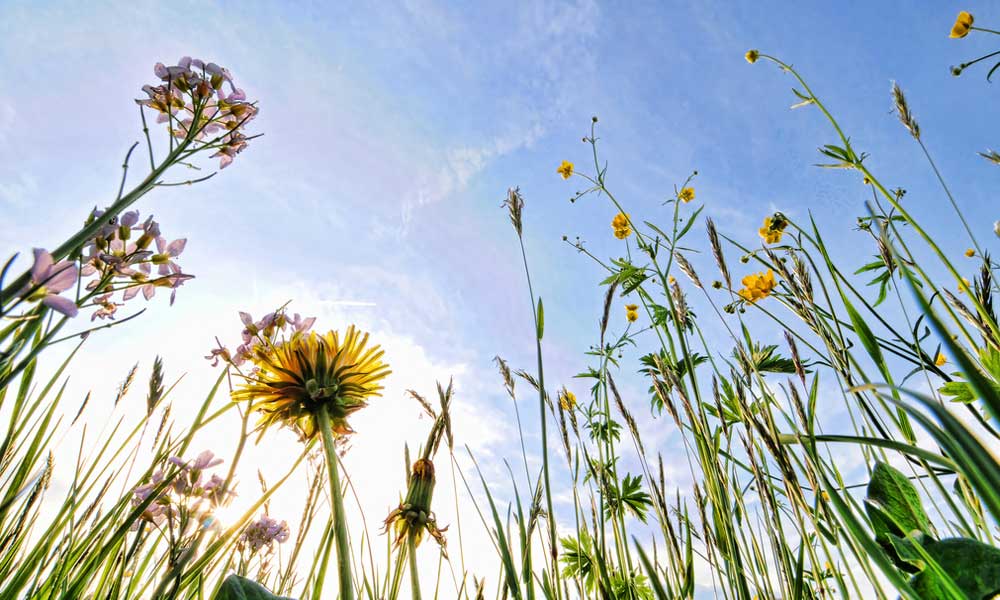 spring-flowers